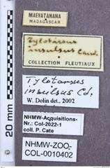 Etikette zu Agrypnus insulus (NHMW-ZOO-COL-0010402)